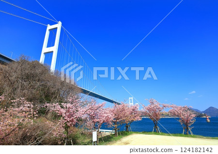 [Ehime Prefecture] Kurushima Kaikyo Bridge and Kawazu cherry blossoms in full bloom 124182142