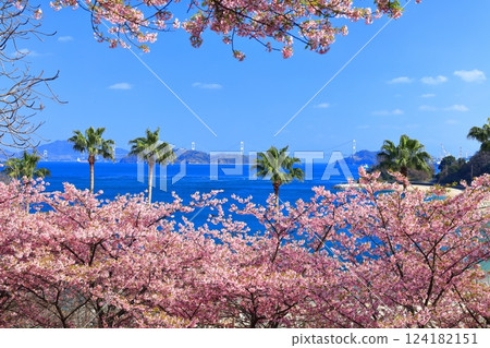 【愛媛郡】晴天的來島海峽大橋與盛開的河津櫻花（大隅海濱公園） 124182151