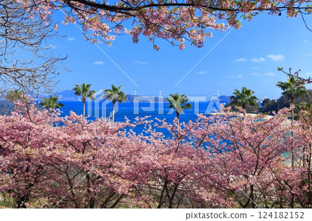 [Ehime Prefecture] Kurushima Kaikyo Bridge on a clear day and Kawazu cherry blossoms in full bloom (Osumi Seaside Park) 124182152