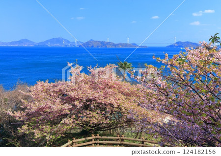 [Ehime Prefecture] Kurushima Kaikyo Bridge on a clear day and Kawazu cherry blossoms in full bloom (Osumi Seaside Park) 124182156
