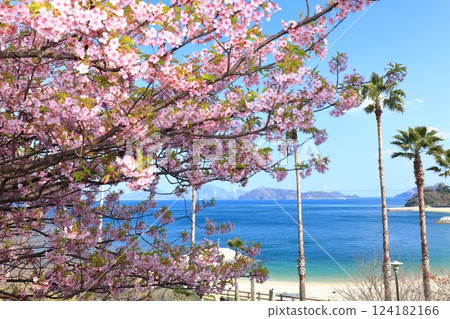 [Ehime Prefecture] Kurushima Kaikyo Bridge on a clear day and Kawazu cherry blossoms in full bloom (Osumi Seaside Park) 124182166