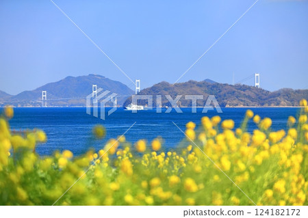 [Ehime Prefecture] Kurushima Kaikyo Bridge and rape blossoms on a clear day (Osumi Seaside Park) 124182172