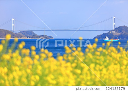 [Ehime Prefecture] Kurushima Kaikyo Bridge and rape blossoms on a clear day (Osumi Seaside Park) 124182179