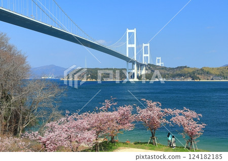 [Ehime Prefecture] Kurushima Kaikyo Bridge and Kawazu cherry blossoms in full bloom 124182185