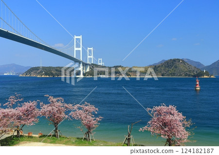 【愛媛縣】來島海峽大橋和河津櫻花盛開 124182187
