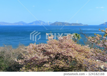 【愛媛郡】晴天的來島海峽大橋與盛開的河津櫻花（大隅海濱公園） 124182188