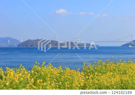 [Ehime Prefecture] Kurushima Kaikyo Bridge and rape blossoms on a clear day (Osumi Seaside Park) 124182189