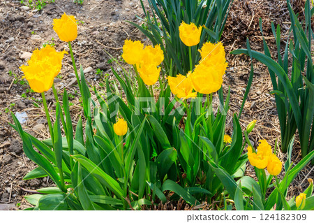 Yellow tulips on flowerbed in garden 124182309