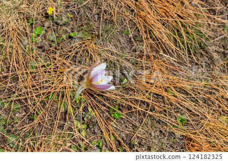 Eastern pasqueflower (Pulsatilla patens), also known as prairie crocus, cutleaf anemone, rock lily Eastern pasqueflower (Pulsatilla patens), also known as prairie crocus, cutleaf anemone, rock lily 124182325