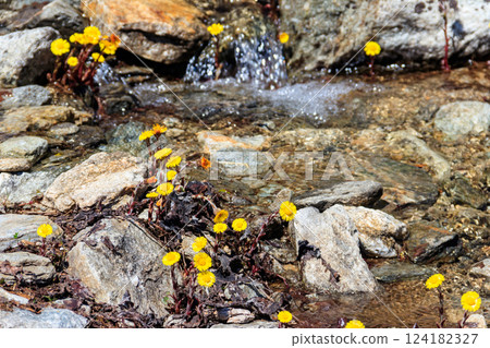 Coltsfoot flowers (Tussilago farfara) by a brook Coltsfoot flowers (Tussilago farfara) by a brook 124182327
