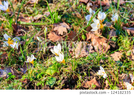 White crocus flowers on the lawn at spring White crocus flowers on the lawn at spring 124182335