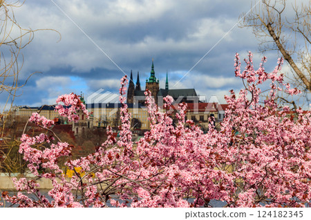 Hradcany hill with cathedral and castle on the background of blue sky and blooming pink cherry trees in springtime. Spring in Prague, Czech Republic 124182345