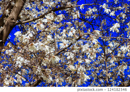 Beautiful blooming white magnolia tree in park 124182346