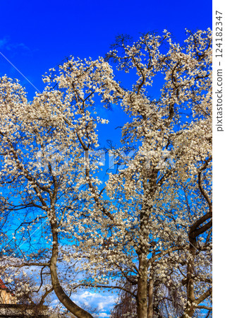 Beautiful blooming white magnolia tree in park 124182347