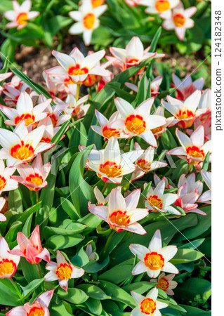 Flowerbed of beautiful tulips in the park at spring 124182348