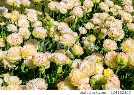Large flowerbed of white tulips in the park at spring 124182367