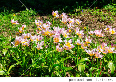 Wild tulips (Tulipa Bakeri Lilac Wonder) in a garden Wild tulips (Tulipa Bakeri Lilac Wonder) in a garden 124182369