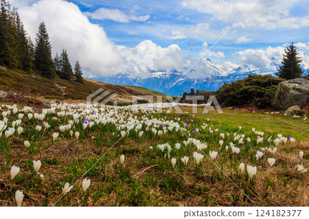 Wild purple and white Crocus alpine flowers blooming at spring in the Swiss Alps. Niederhorn, Switzerland. Beautiful Switzerland mountains landscape with blooming crocus flowers Wild purple and white Crocus alpine flowers blooming at spring in the Swiss Alps. Niederhorn, Switzerland. Beautiful Switzerland mountains landscape with blooming crocus flowers 124182377