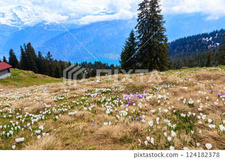 Wild purple and white Crocus alpine flowers blooming at spring in the Swiss Alps. Niederhorn, Switzerland. Beautiful Switzerland mountains landscape with blooming crocus flowers Wild purple and white Crocus alpine flowers blooming at spring in the Swiss Alps. Niederhorn, Switzerland. Beautiful Switzerland mountains landscape with blooming crocus flowers 124182378