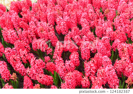 Beautiful pink hyacinths in the garden 124182387