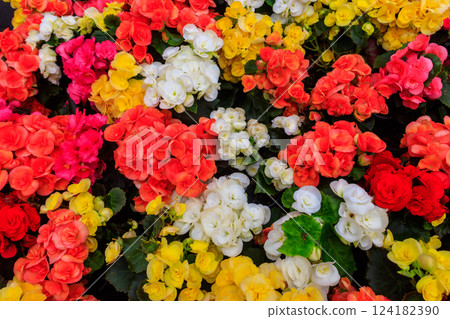 Background of the beautiful colorful begonia flowers 124182390