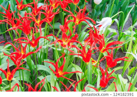 Beautiful red and yellow tulips Go Go Red with unusually narrow petals in a garden 124182391