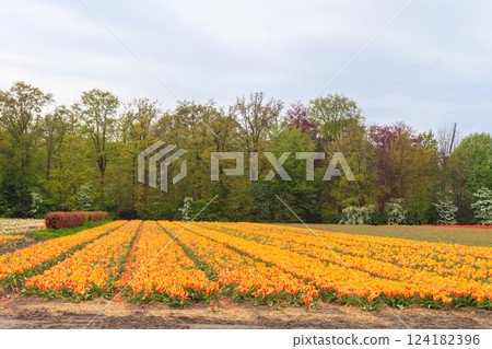 View of the multicolored tulip fields in the Netherlands 124182396