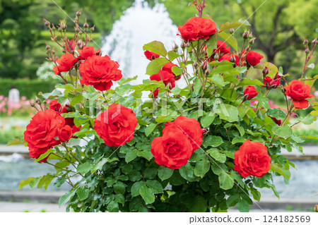 Red roses and fountain 124182569