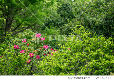 新鮮的綠樹和杜鵑花 新鮮的綠樹和杜鵑花 124182578