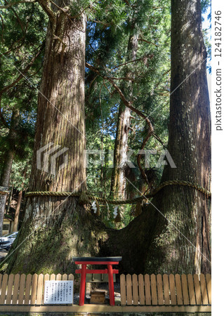 The intertwined cedars of Muro Ryuketsu Shrine 124182746