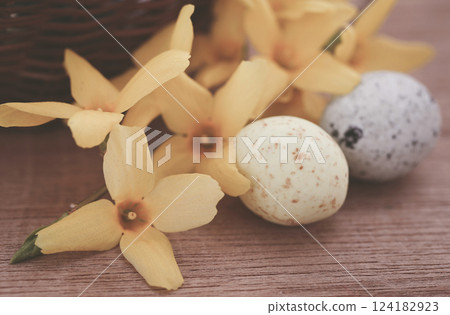 Easter egg with spring flower forsythia 124182923