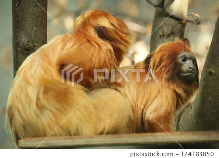 Golden lion tamarin Golden lion tamarin 124183050