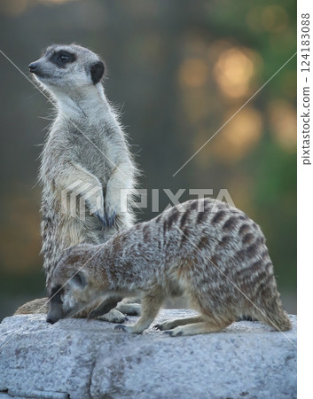 Meerkat sitting on a rock 124183088