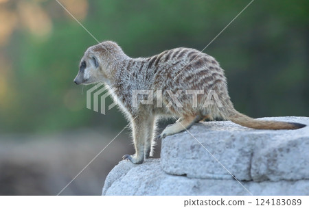 Meerkat sitting on a rock Meerkat sitting on a rock 124183089
