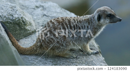 Meerkat sitting on a rock Meerkat sitting on a rock 124183090