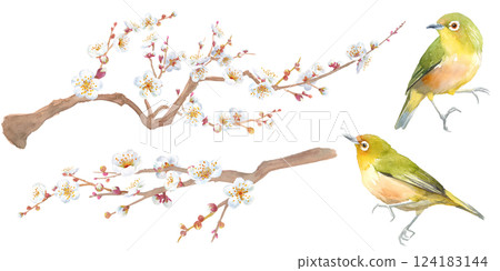 Early spring flowers: watercolor illustration of white plum blossoms. Set of branches and small bird (Japanese white-eye). Early spring flowers: watercolor illustration of white plum blossoms. Set of branches and small bird (Japanese white-eye). 124183144