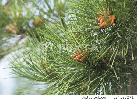 Pine cone in tree outdoor 124183271