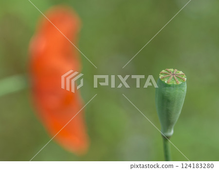Poppy flower in garden outdoor Poppy flower in garden outdoor 124183280