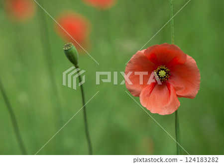 Poppy flower in garden outdoor 124183282