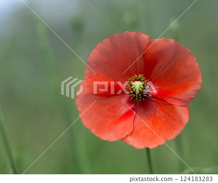 Poppy flower in garden outdoor 124183283