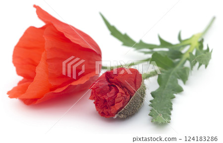 Poppy flower 124183286
