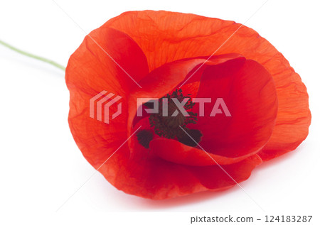 Poppy flower 124183287