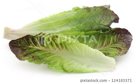 Fresh Romaine lettuce Fresh Romaine lettuce 124183371