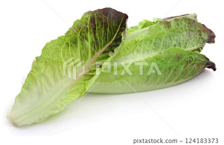 Fresh Romaine lettuce Fresh Romaine lettuce 124183373