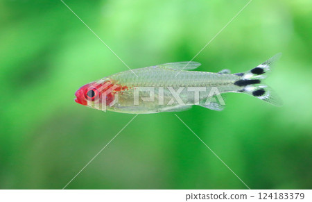 Rummy nose tetra Rummy nose tetra 124183379