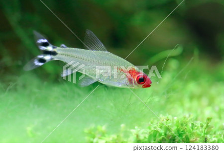 Rummy nose tetra Rummy nose tetra 124183380