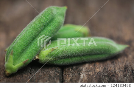 Green sesame pods 124183498