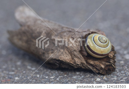 Closeup of a snail while 124183503