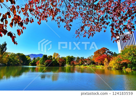 Autumn leaves at Nakajima Park in Sapporo on a clear autumn day 124183559