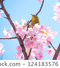 盛開的河津櫻花和藍天下的繡眼鳥 124183576